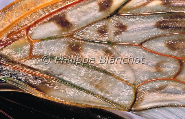 aile yanga guttulata.JPG - Gros plan, aile de Yanga guttulataCigaleCicada wingHemiptera, CicadidaeMadagascar